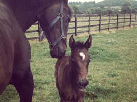 Lauren Shannon's mare Quixotic with her foal Alta