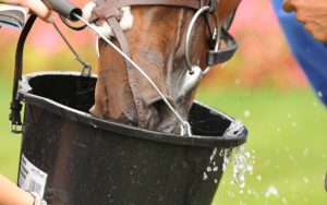 When trying to avoid dehydration in horses it is key that fresh water should always be made available, as shown here.