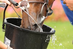 Horse drinking water from bucket.