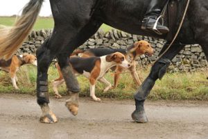 Hunter and hounds