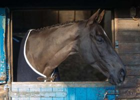 Denman at home