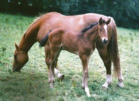 Irish sport horse mare and foal