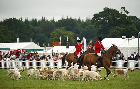 New Forest Hounds at New Forest Show