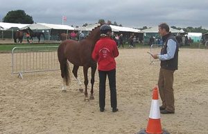 peanut-hickstead-trotup