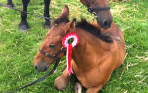 Cleveland bay foal Tranmire