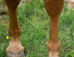 Splints in horses: a splint on a horse's leg