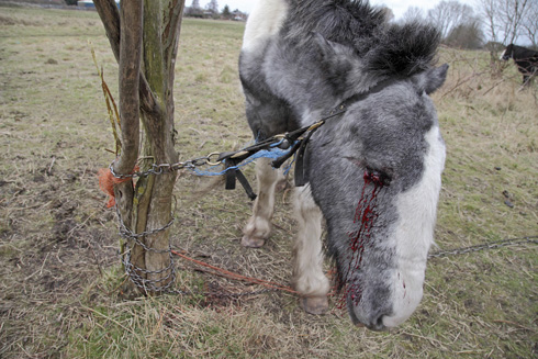 Horse before - credit Joe Murphy RSPCA