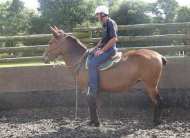 Luna the mule being ridden