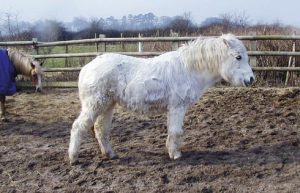 A pony with Cushing's disease