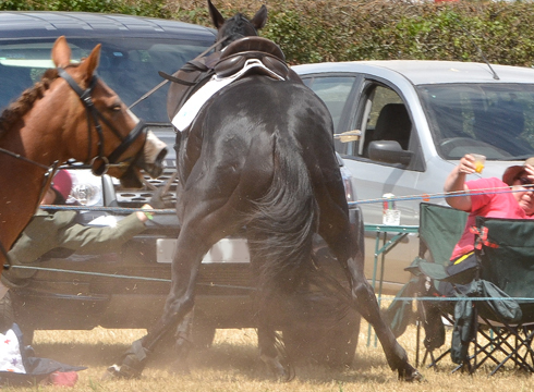 horse-bolts-at-minehead-harriers-dunster-show-2013-3