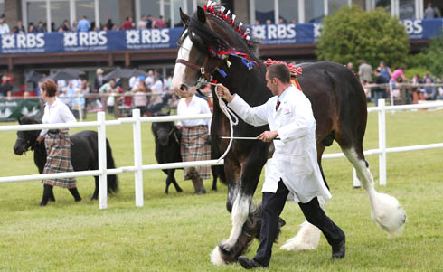 Horse breeds fact file: Clydesdales - Horse & Hound