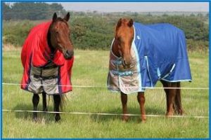 Horses looking over electric fence