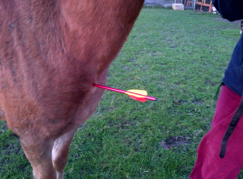 Pony with arrow