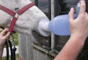 Equine inhaler