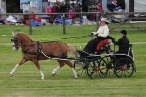 Emily Ham and Alfie at the national carriagedriving championships at Lowther in 2013