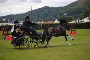 Emily Ham and Alfie winning the arena challenge at Three Counties