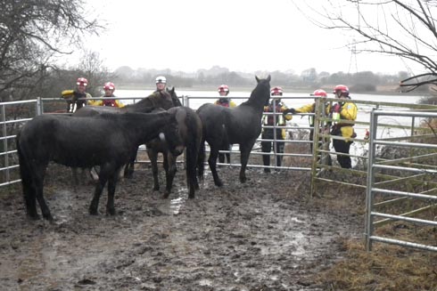Christchurch horse rescue 060214