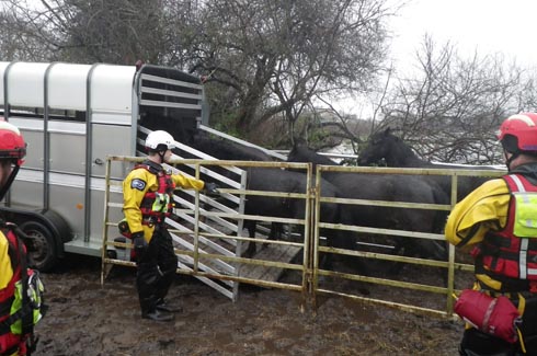 Christchurch horse rescue 060214_1