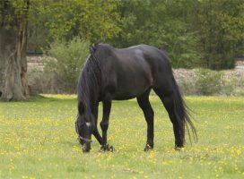 Veteran grazing