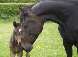 Mare and foal