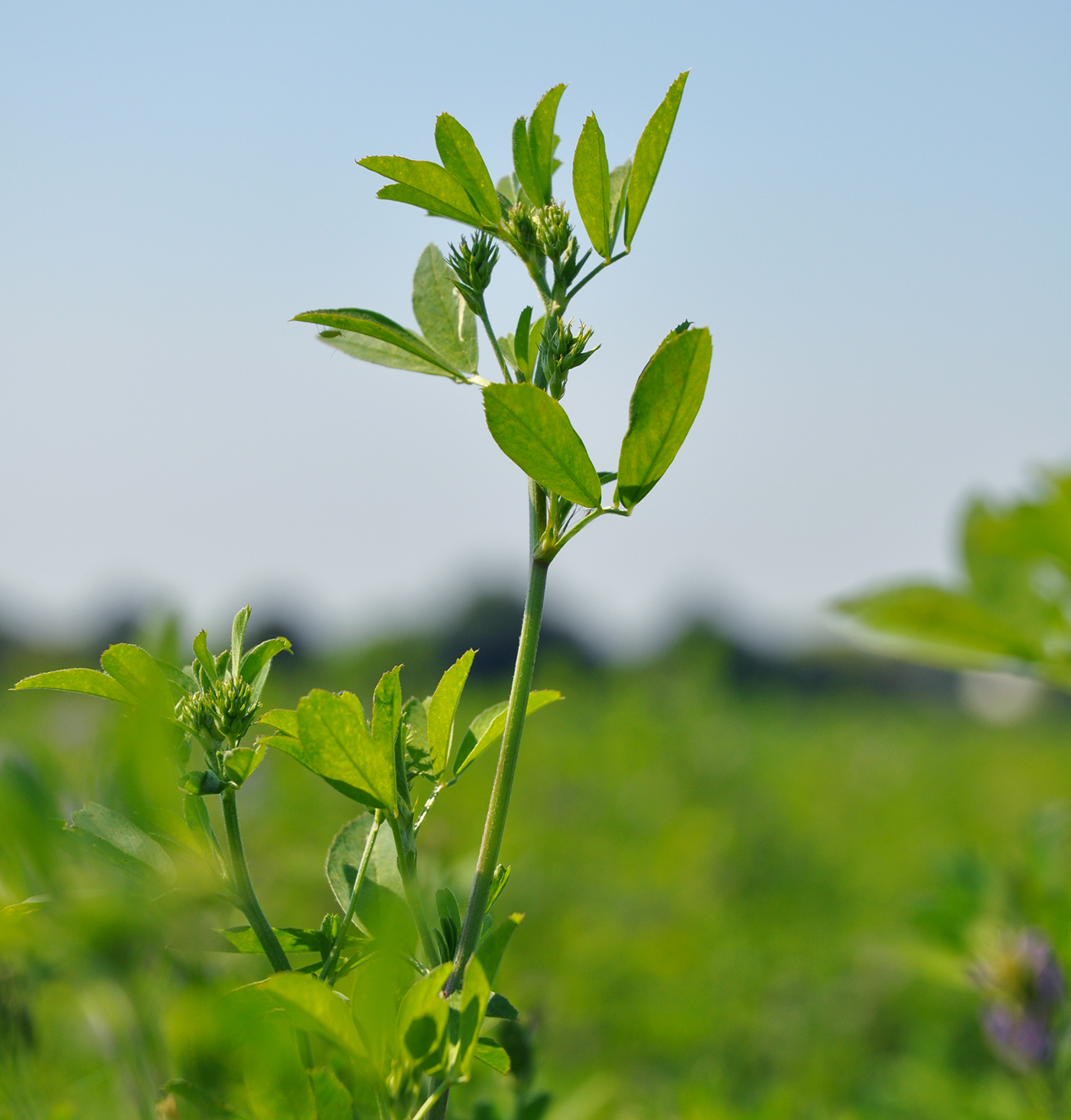 The alfalfa plant in its natural state