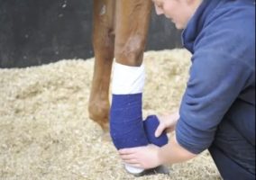 How to put on stable bandages correctly