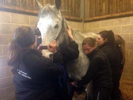 Hug a pony at work day