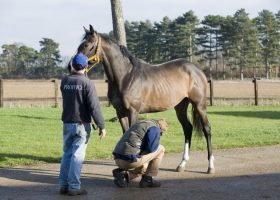 Horse being examined by vet