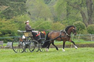 Emily Ham and Crossfield Glory standing private driving champions at a show