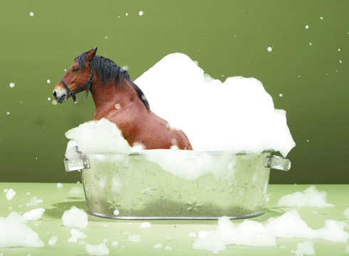 How much do you pamper your horse? - Horse & Hound