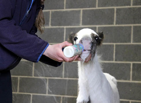 foal left for dead 1