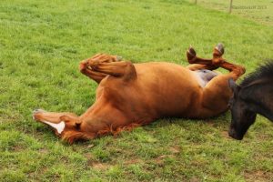 Adult horse rolling