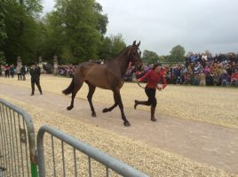 Sophie Jenman trots up Geronimo at Badminton 2014