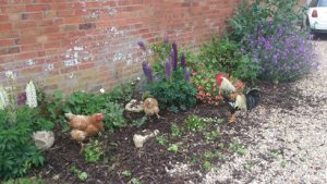 Lauren Shannon's chickens