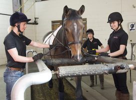 A horse on a treadmill at Hartpury Equine Therapy Centre