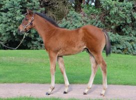 Foal by Frankel, out of Crystal Gaze