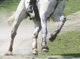 Hard ground can damage hooves