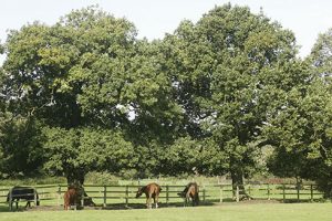 Horses grazing under trees
