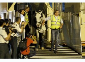 Horses arrive at Shanghai airport ahead of the Global Champions Tour