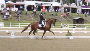 Woodlander Farouche competing at Hartpury