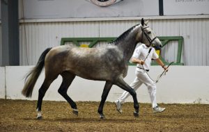 Millfield Gizelle (Cicero van Paemel x Salamon)
