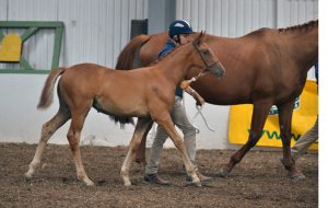 White Mischief (Woodlander Wavavoom x Don Juan de la Bouverie)