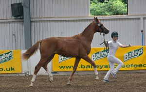 Fortunatus (Floriscount x Der Lord)