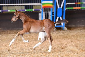 Deboniska Highbury Storm