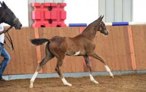 DIMAGGIKA credit Kevin Sparrow