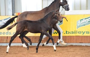 FERDINAND credit Kevin Sparrow