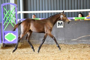 FUTURITY PARK LODGE GUNNA B credit Kevin Sparrow[2]