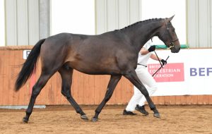 HAMMERWOOD DYNAMIS credit Kevin Sparrow