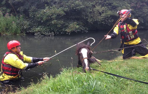 The horse was rescued by the Fire & Rescue Services