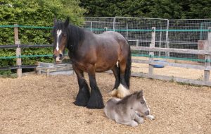 Marilyn and Norma Jean
